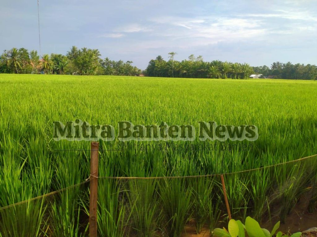 Menjelang Lanen Di Wilayah Kecamatan Panimbang Kemungkinan Hasil Padi Nya Baik 28 Gambar Menjelang Lanen di Wilayah Kecamatan Panimbang Kemungkinan Hasil Padi Nya Baik 27