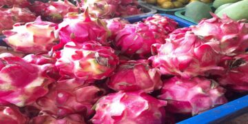 Bikin Panik Dikira pendarahan, Urine dan Pup Menjadi Merah Setelah Konsumsi Buah Naga